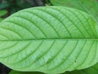 Kratom Borneo Green  - Mitragyna Speciosa