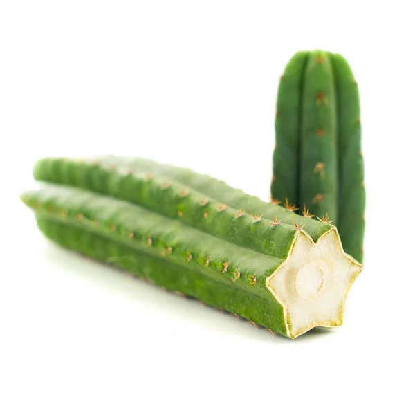 San Pedro Cactus