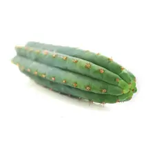 San Pedro Cactus