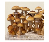 Mexican Mushroom Growkit